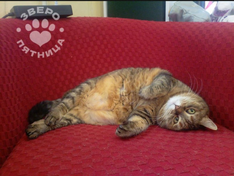 Проект «ЗвероПятница»: худеть к лету не будем, празднуем Непослушание