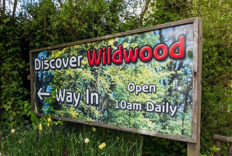 В британском зоопарке усыпили стаю волков из-за агрессии