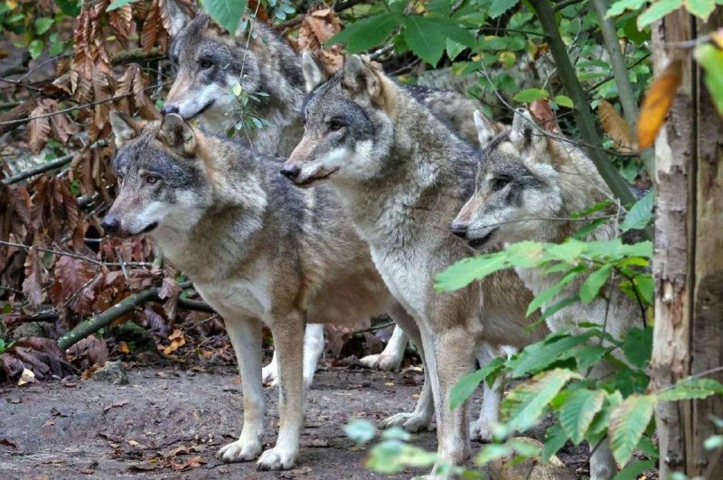 Иллюстрация 2