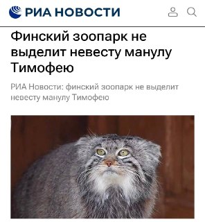 Хельсинкский зоопарк отказался отправить самку манула в Москву