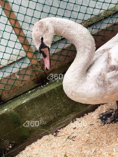 Иллюстрация 4