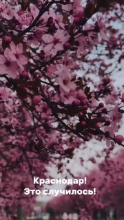 В Краснодаре начался сезон цветения сакуры и сливы
