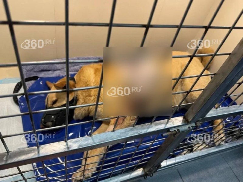 Иллюстрация 4