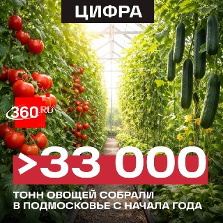 Подмосковные теплицы бьют рекорды по сбору урожая