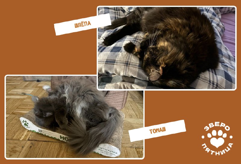 Иллюстрация 5