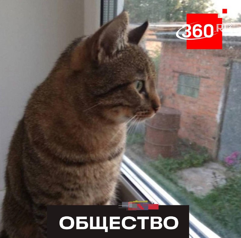 Кот 9 дней шел домой из Медведково в Солнечногорск