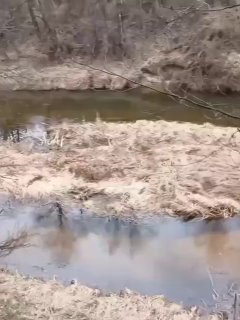 Масштабное нашествие клещей в Белоруссии и на западе России