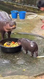 Детеныш бегемота атаковал сотрудника зоопарка из-за миски с едой