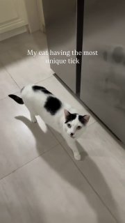 Кошка с странным нервным тиком