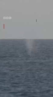 Застрявший кит спасен, но опасность не позади