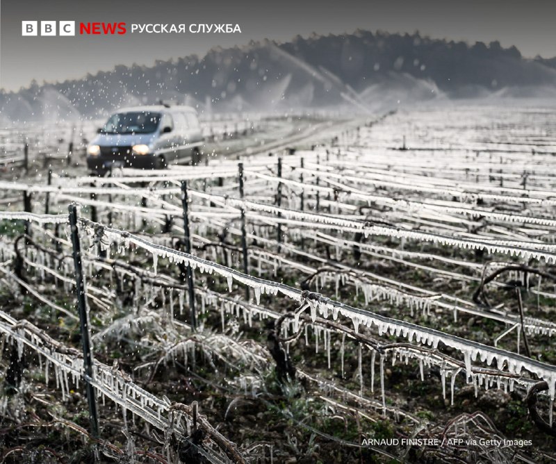 Защита виноградников от заморозков в Шабли