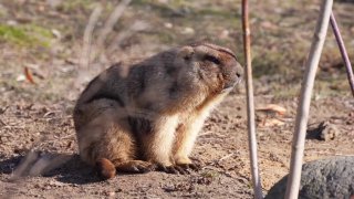 В Московском зоопарке проснулись степные сурки