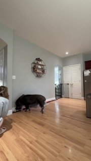 Мини-пиг попал в Книгу рекордов Гиннесса за общение с помощью звуковых кнопок