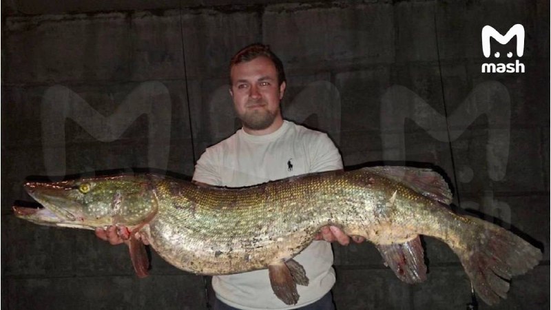 В Москве поймали 9-килограммовую щуку