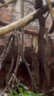 Российские зоопарки подружили двух одиноких мартышек