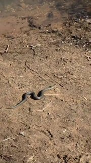 Гадюки проснулись в Подмосковье из-за тепла