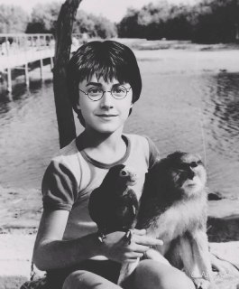 Новая функция в Алиса AI объединяет два фото