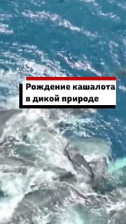 Редкие кадры появления на свет новорожденного кашалота