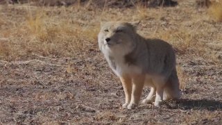Тибетская лиса в смешном видео