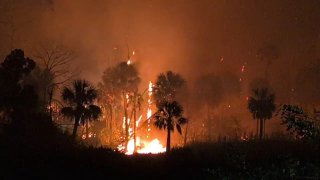 Лесной пожар погубил заповедник во Флориде