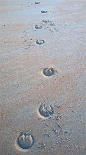 Zлой Пруф: абсурдные теории заговора о проукраинской группировке