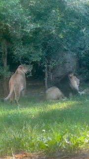 Львица укусила льва за попу: доказательство схожести отношений