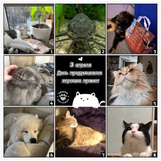 День придумывания хороших примет и проект о животных