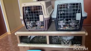 Таможня изъяла более ста экзотических птиц без документов в Оренбургской области