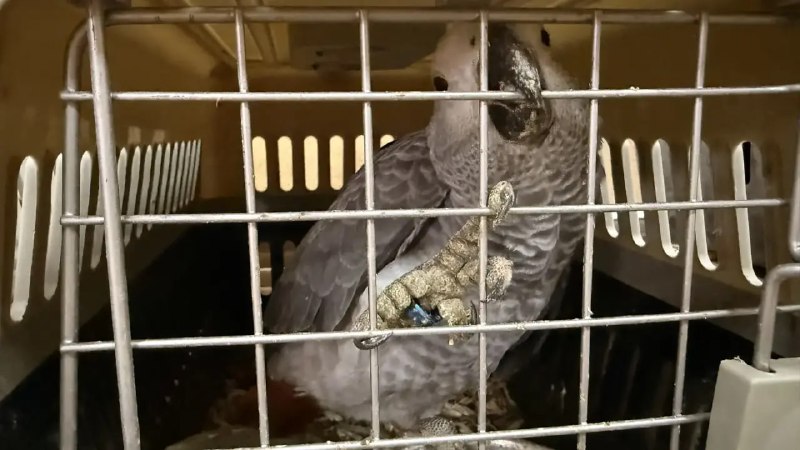 Иллюстрация 5