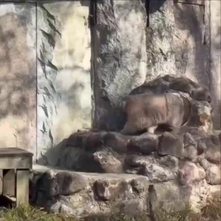 Манул из Московского зоопарка снова ищет «невесту»