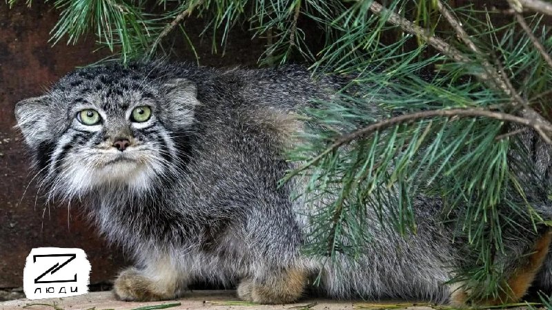 Манул Тимофей снова остался без невесты: история неудач в поисках любви