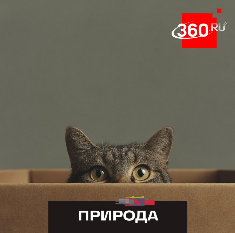 Почему ваш кот любит прятаться в коробке? Ученые нашли ответ