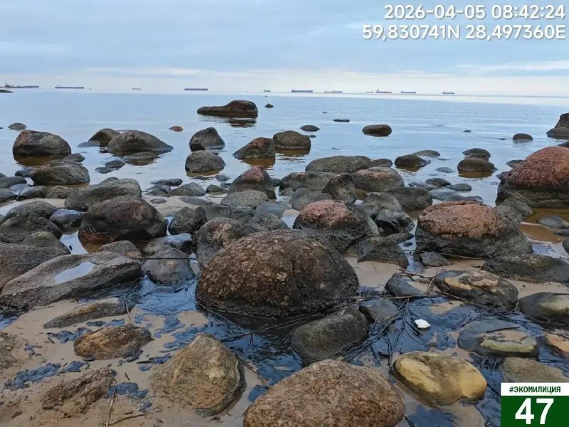 На берегу Финского залива обнаружили скопление нефтепродуктов