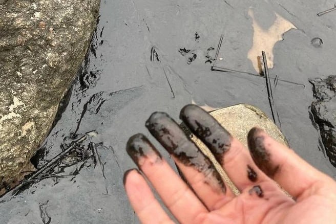 Депутат обнаружил загрязнение нефтепродуктами на побережье Финского залива в Ленобласти