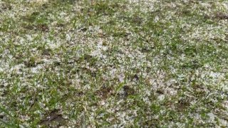 Град в Подмосковье и заморозки в Москве: прогноз Гидрометцентра