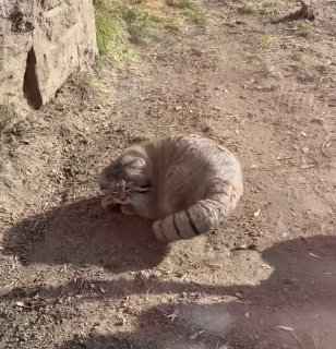 Манул из зоопарка рассказал о жизни без самок с сомнительной репутацией