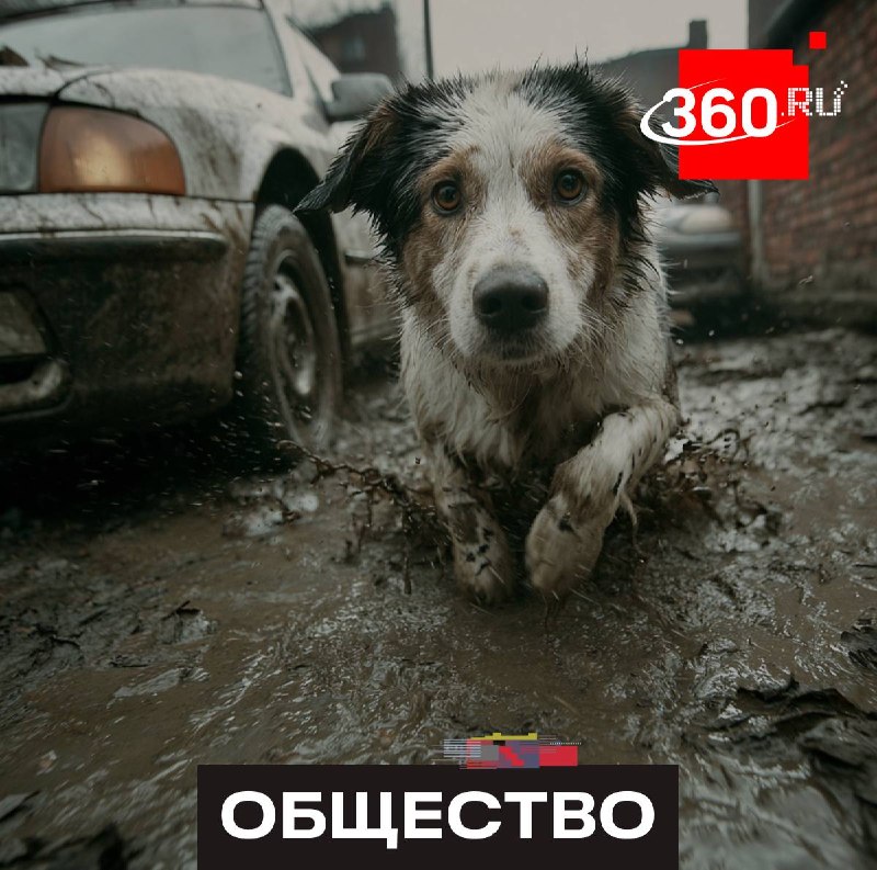 За испачканную собакой машину может грозить штраф