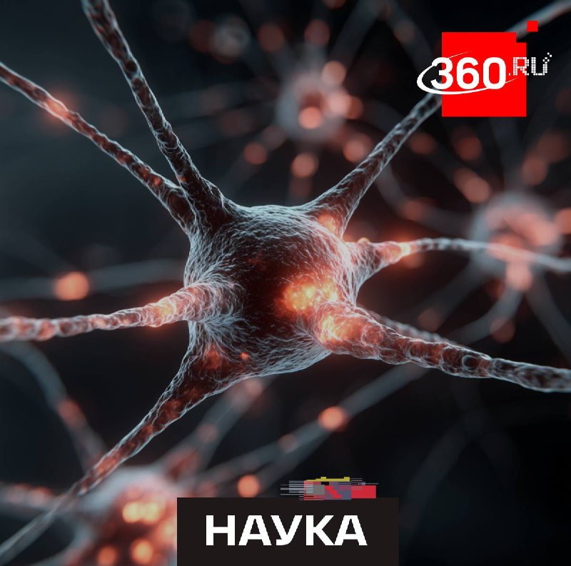 Почему одни люди учатся быстрее других: роль связей в мозге