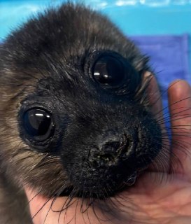 Малыши ладожской нерпы вышли на берег раньше срока из-за тёплой погоды