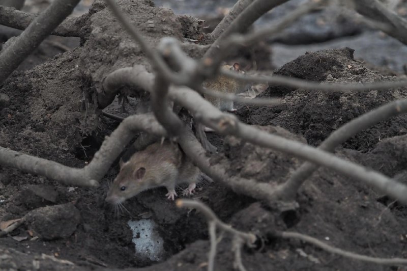 Роспотребнадзор объявил войну крысам: обязательная дератизация до лета