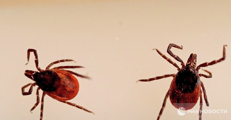 В Госдуме предложили карту укусов клещей на «Госуслугах»