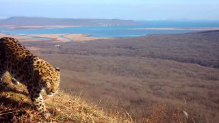 Дальневосточный леопард впервые попал на видео на фоне мостов Владивостока