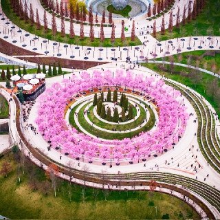 Парк Галицкого в Краснодаре превратился в аниме из-за цветения слив