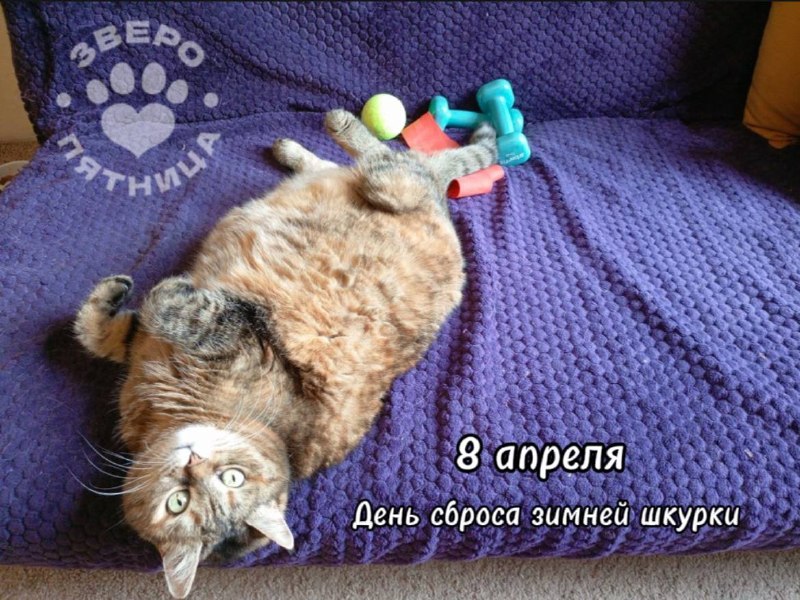 Проект «ЗвероПятница» о животных от «Фонтанки»