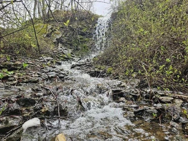 В Ленобласти появился новый памятник природы «Петровщинская лиственничная роща»