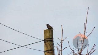 Скворцы от Павла Глазкова в проекте «ЗвероПятница»