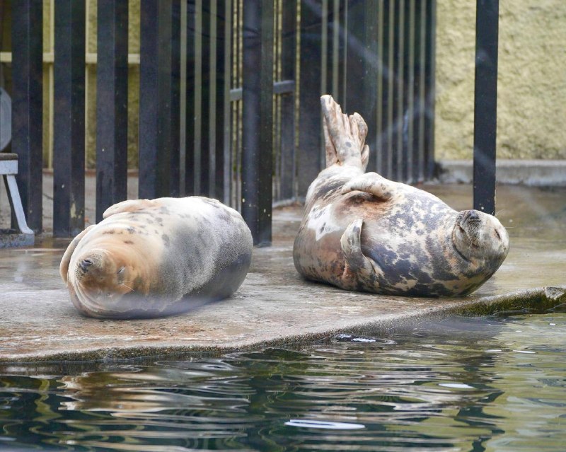 Тюлени устали раньше людей