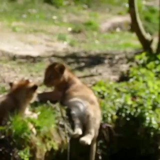 Львица спасла львенка, пока «батя» мешался: видео из немецкого зоопарка вызвало шутки