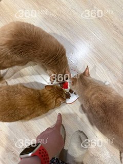 Иллюстрация 2