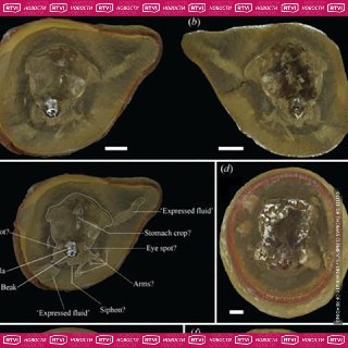 300 млн лет обмана: древняя окаменелость оказалась не осьминогом, а наутилусом